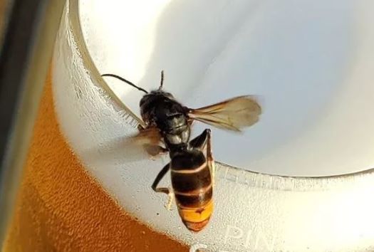 Hornet Beer.JPG